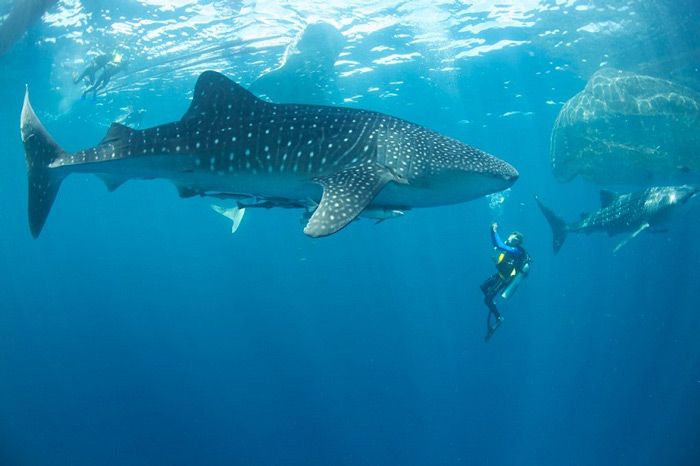 Teluk Cendrawasih 4 Hari