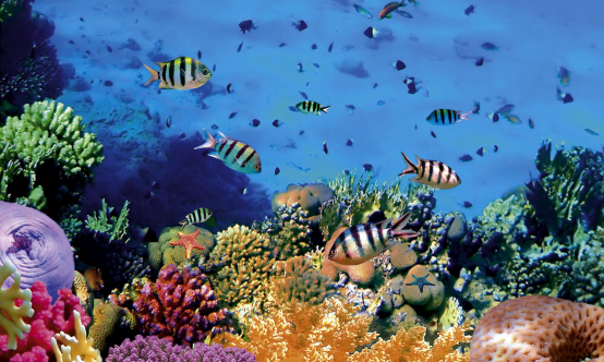 Bunaken 3 Hari